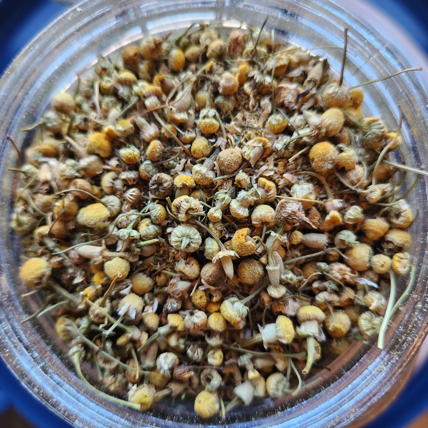 Chamomile, Uttar Pradesh, India