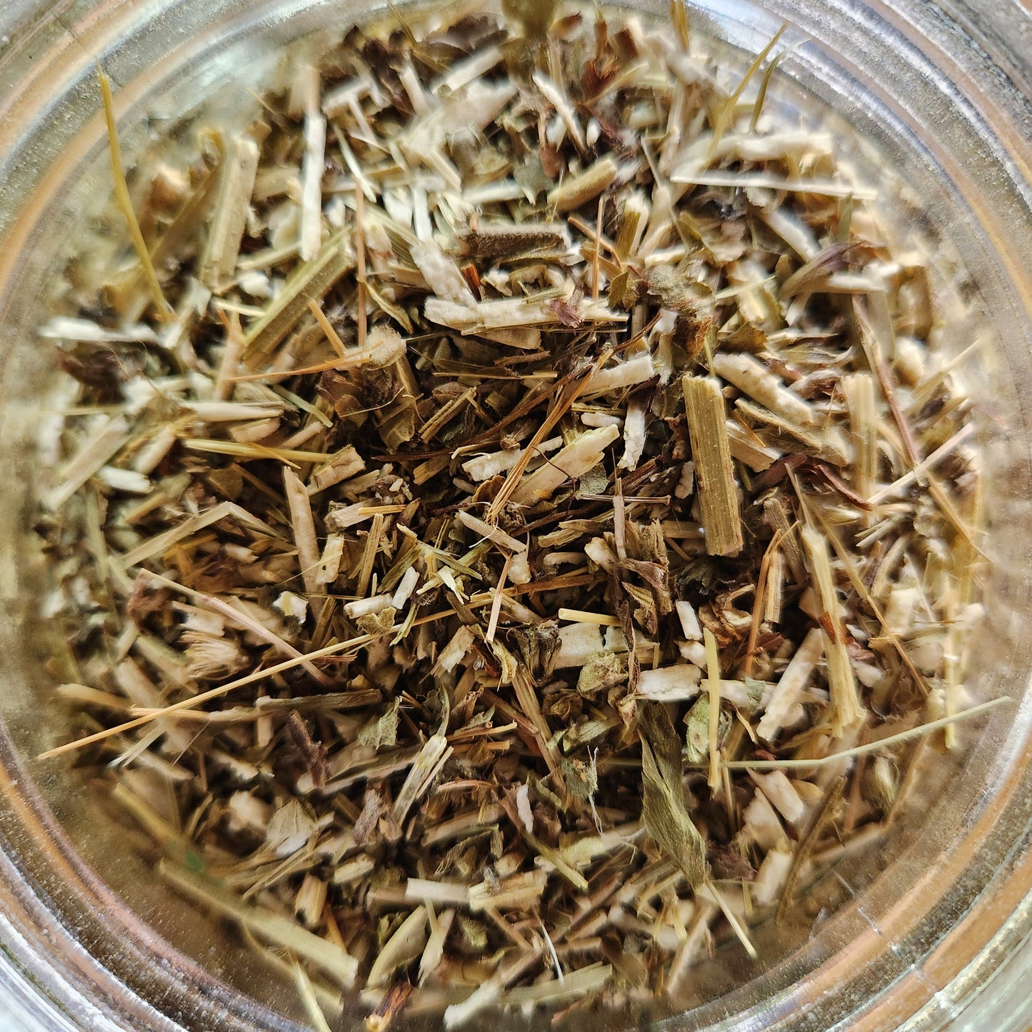 Wood Betony, Wildcrafted