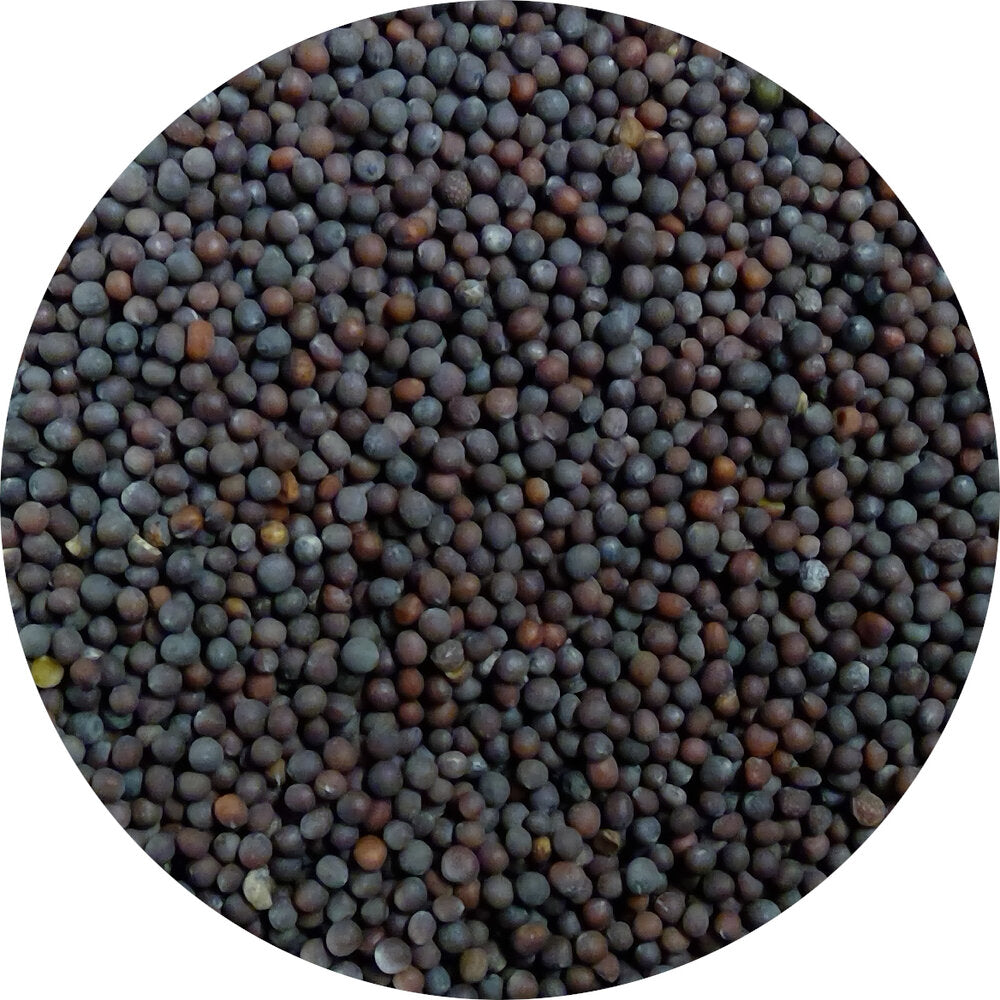 Brown Mustard, Organic