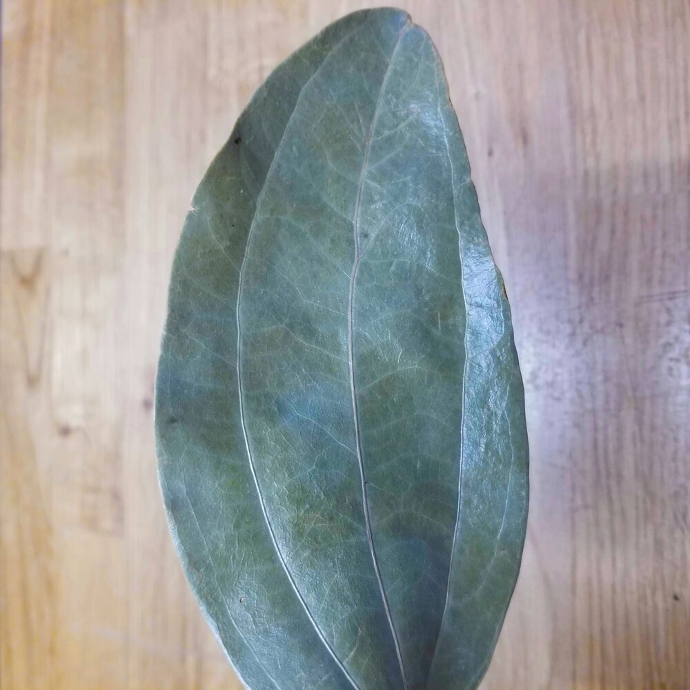 Cinnamon Tree Leaf, Tanzania, Single Origin