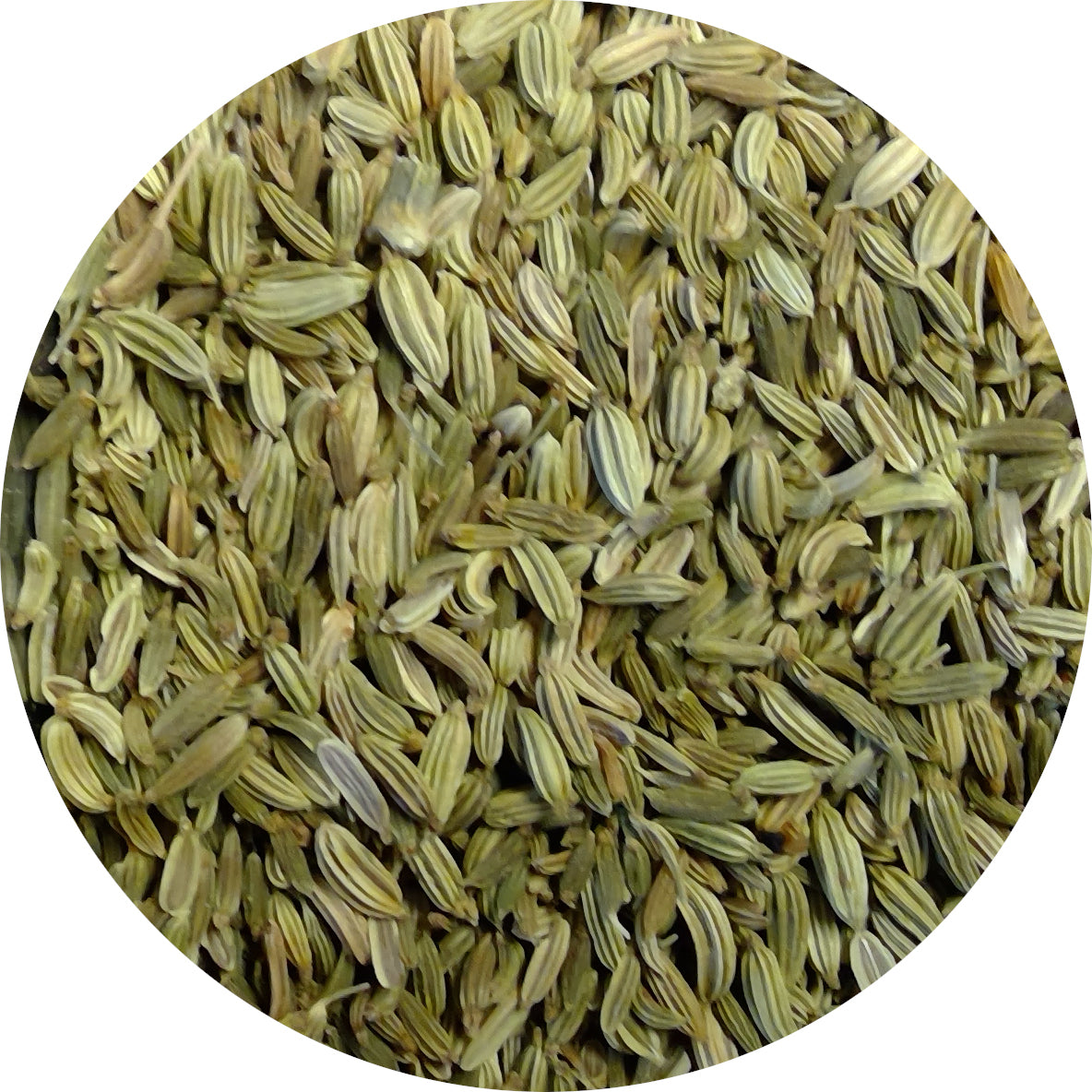 Fennel, Organic