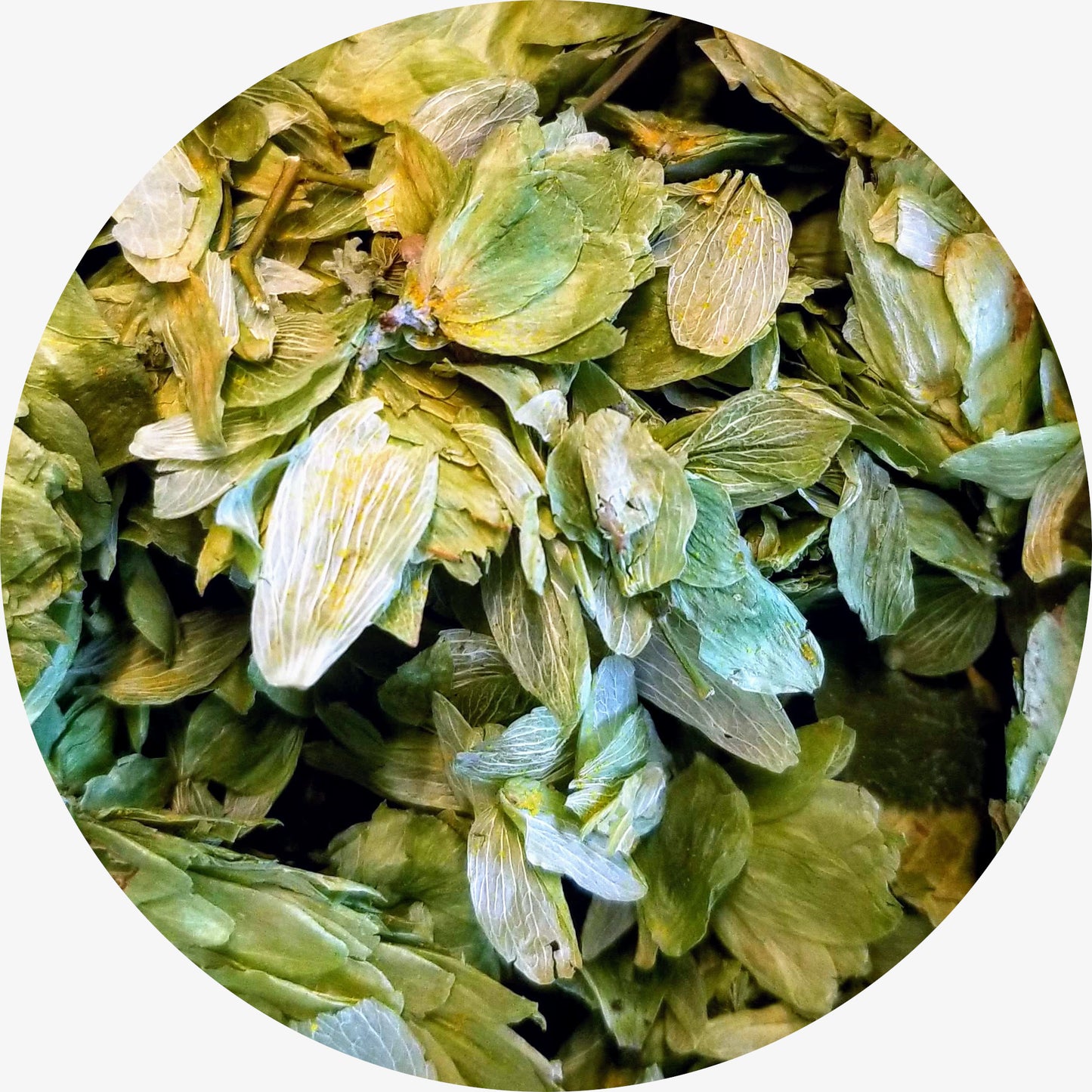 Hops Flowers