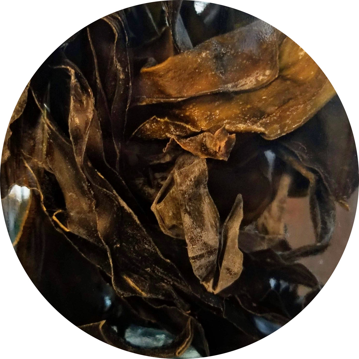 Kombu, Wild