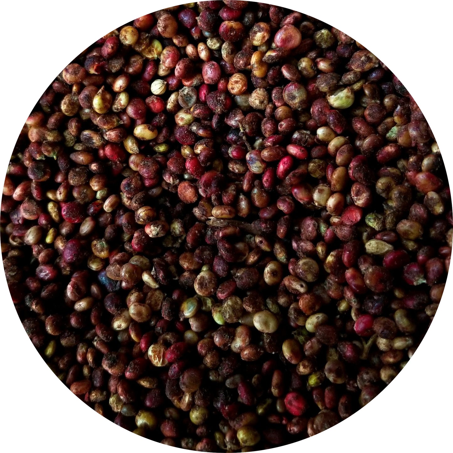 Sumac Berries