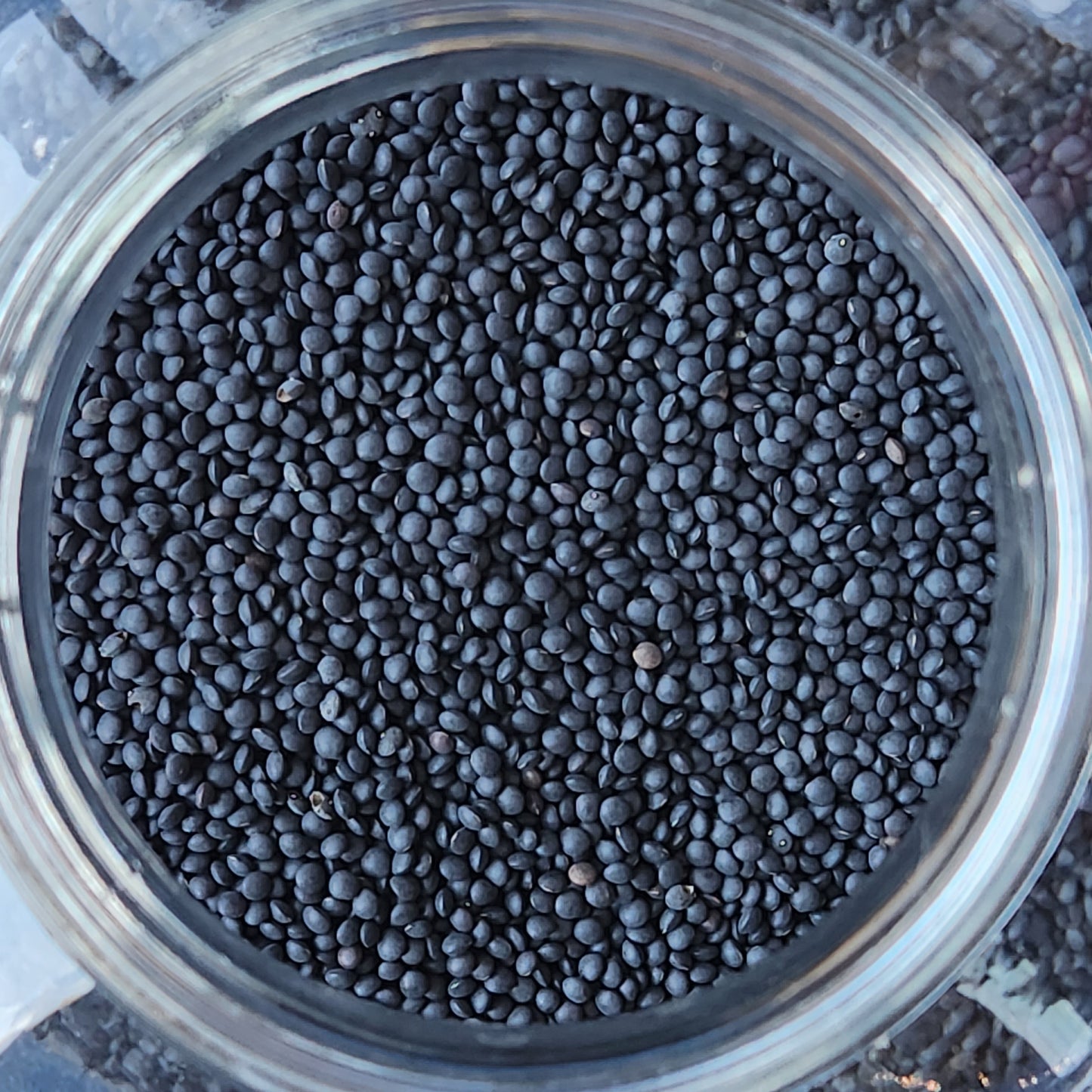 Black Beluga Lentils, Organic