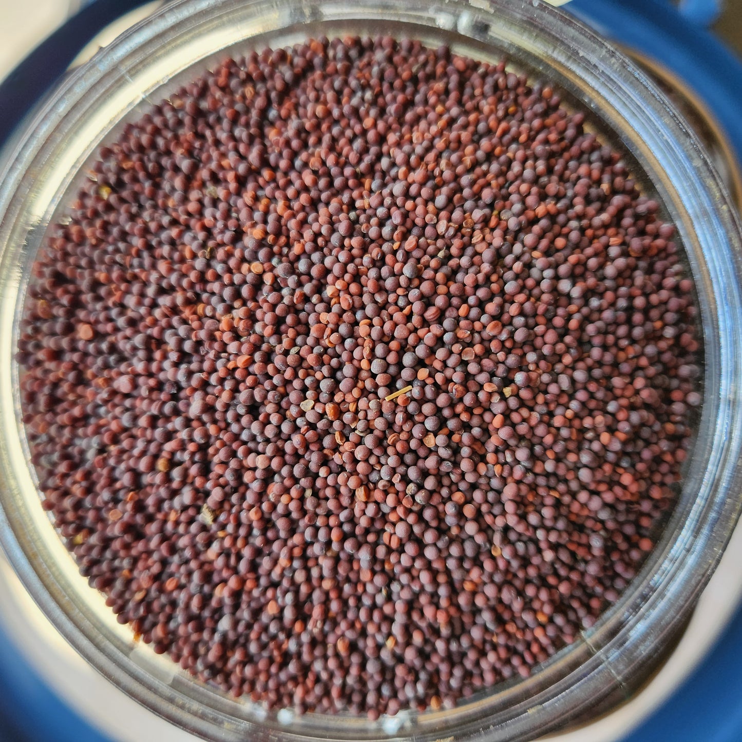 Bindu Black Mustard, Single Origin, India