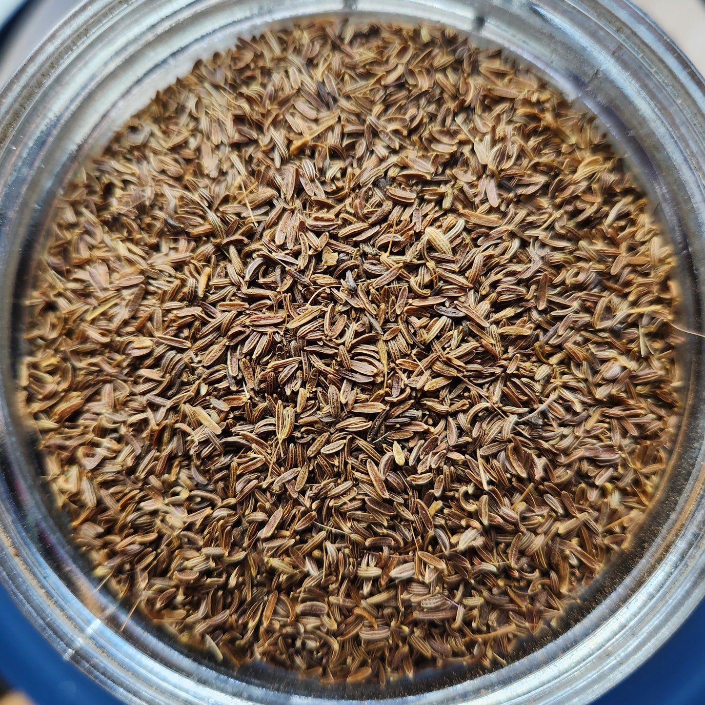 Cumin, Wild Mountain, Afghanistan