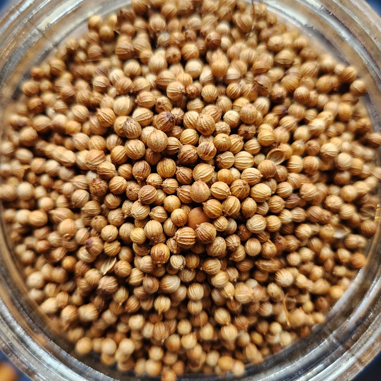 Coriander, Organic