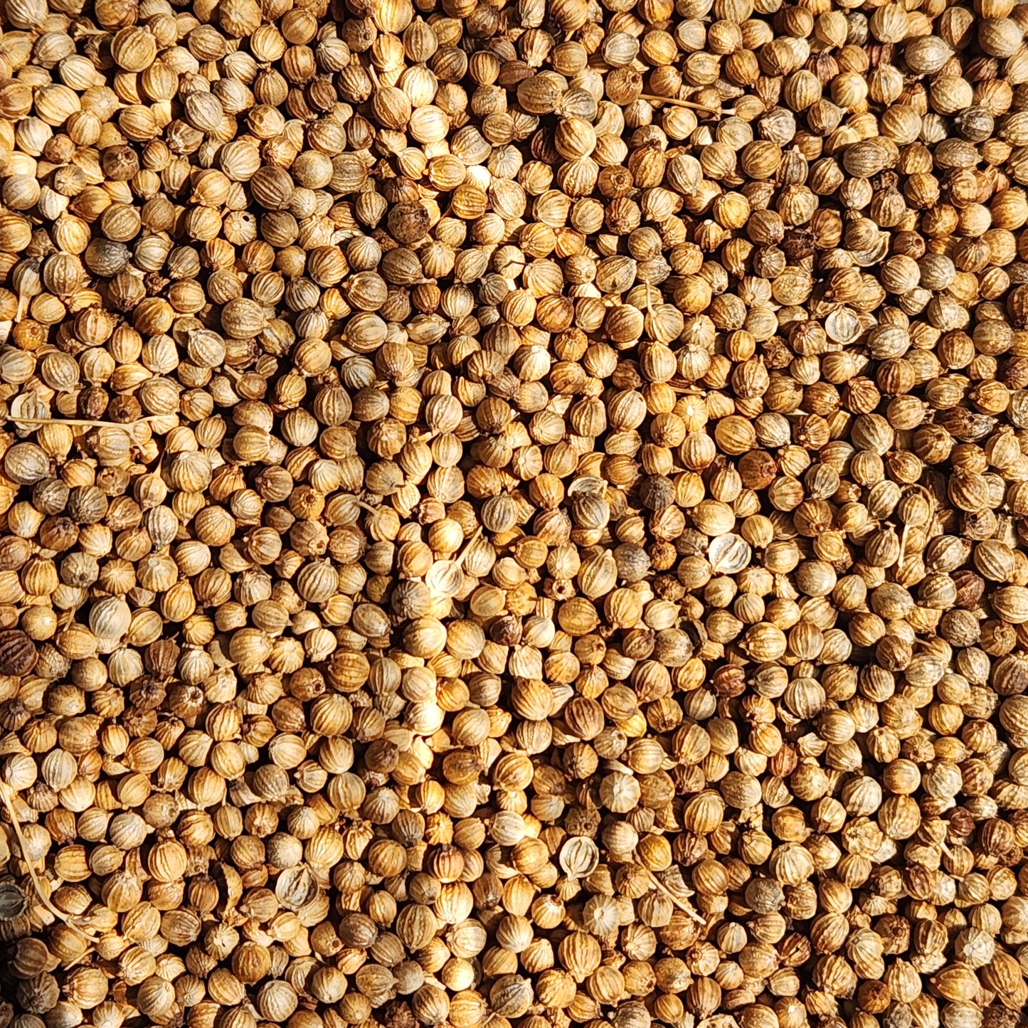 Coriander, Single Origin, Vietnam