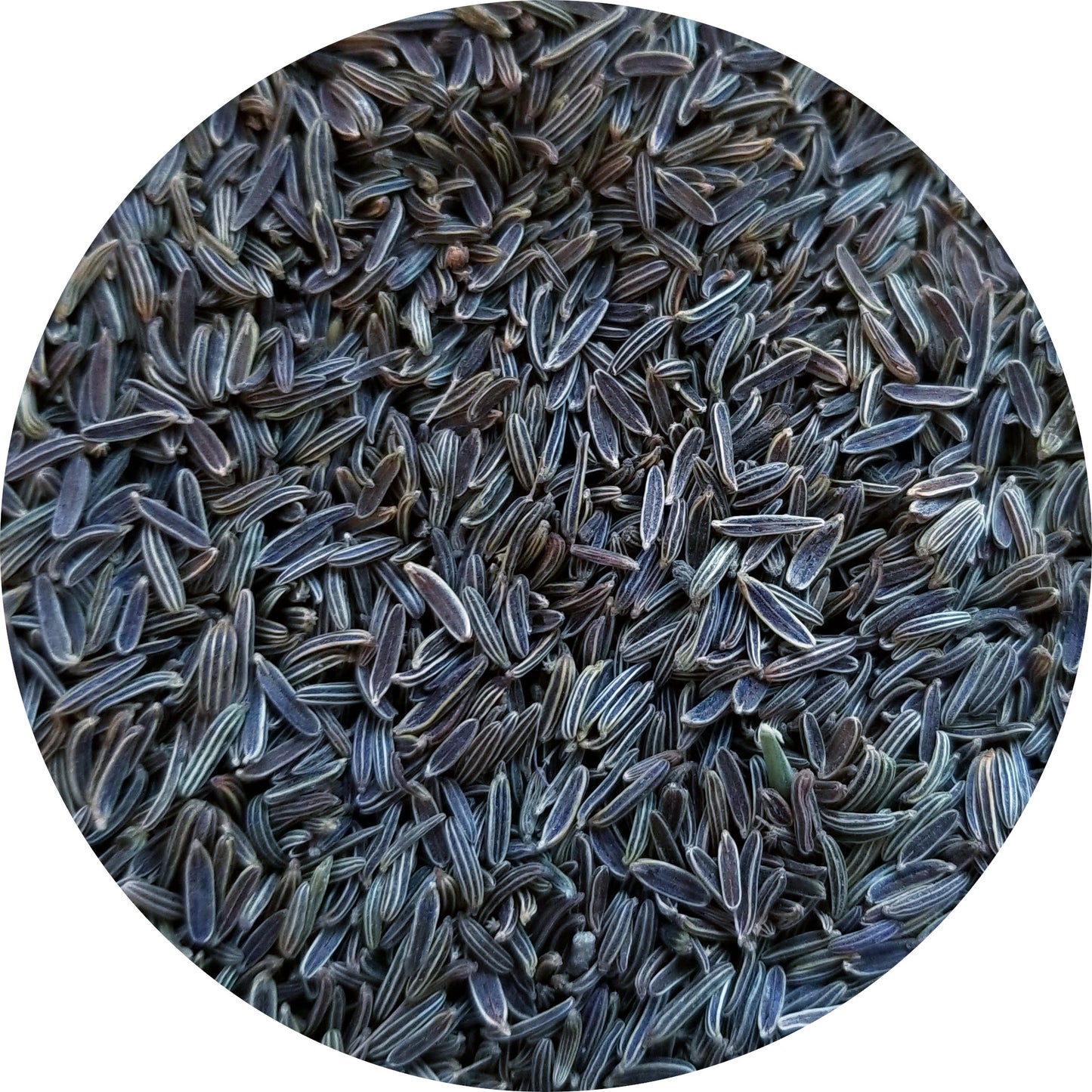 Black Cumin Seed