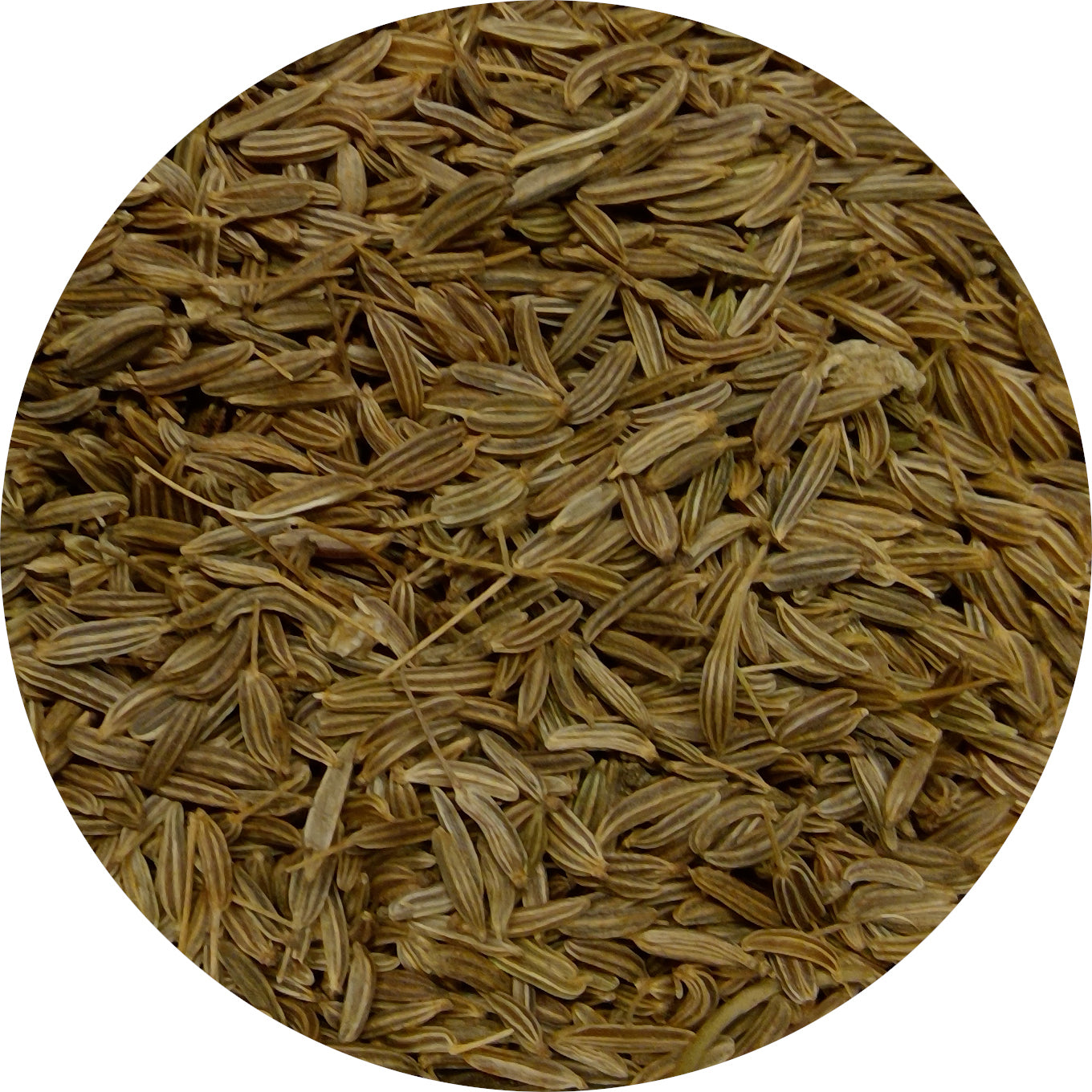 Caraway Seed, Organic