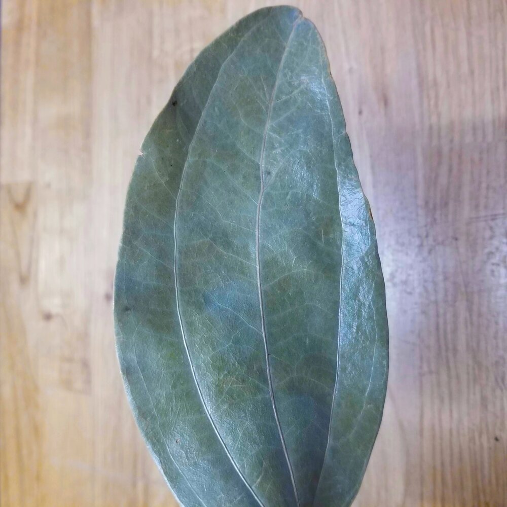 Cinnamon Tree Leaf, Single Origin, Tanzania
