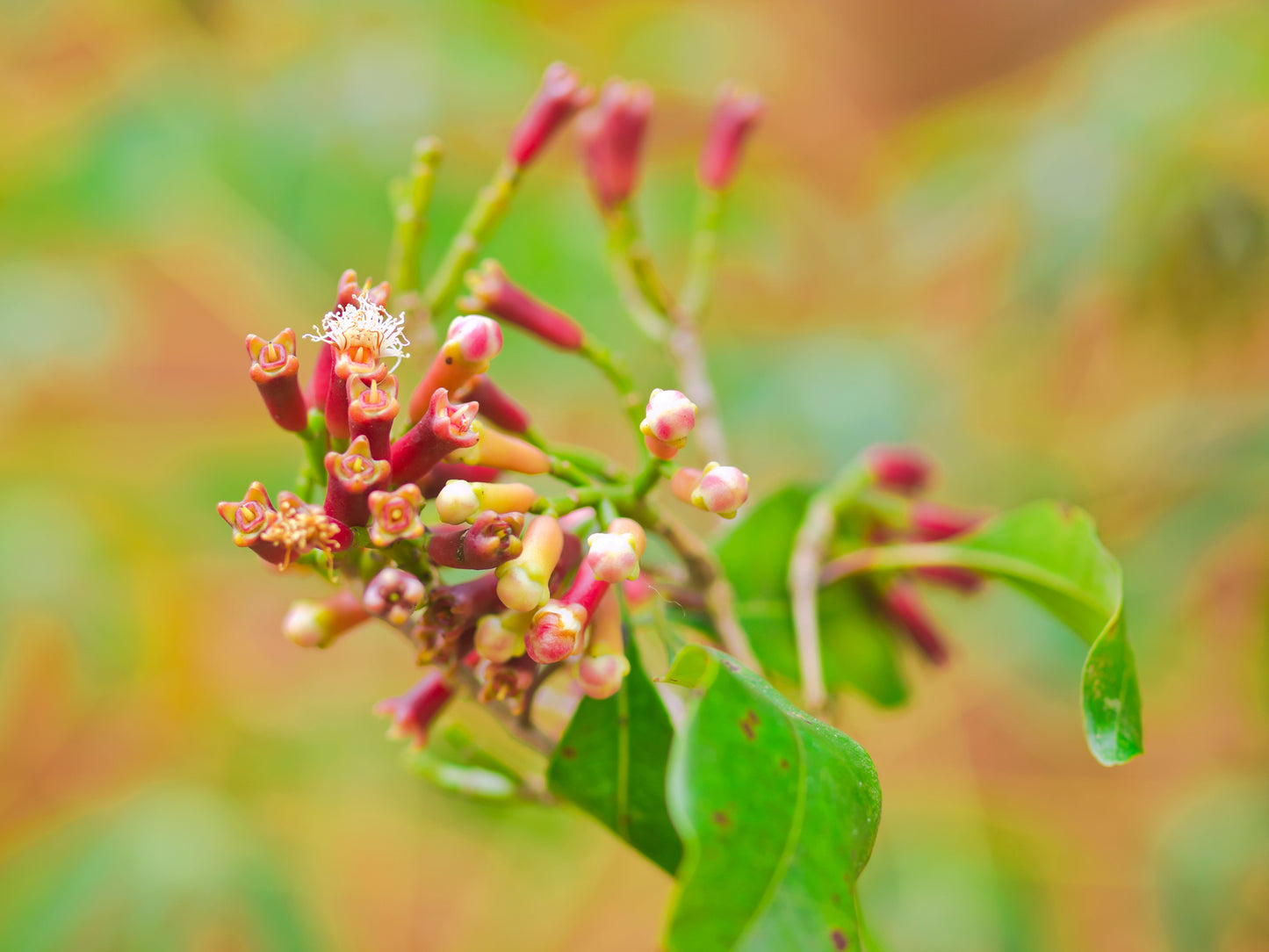 Clove, Organic