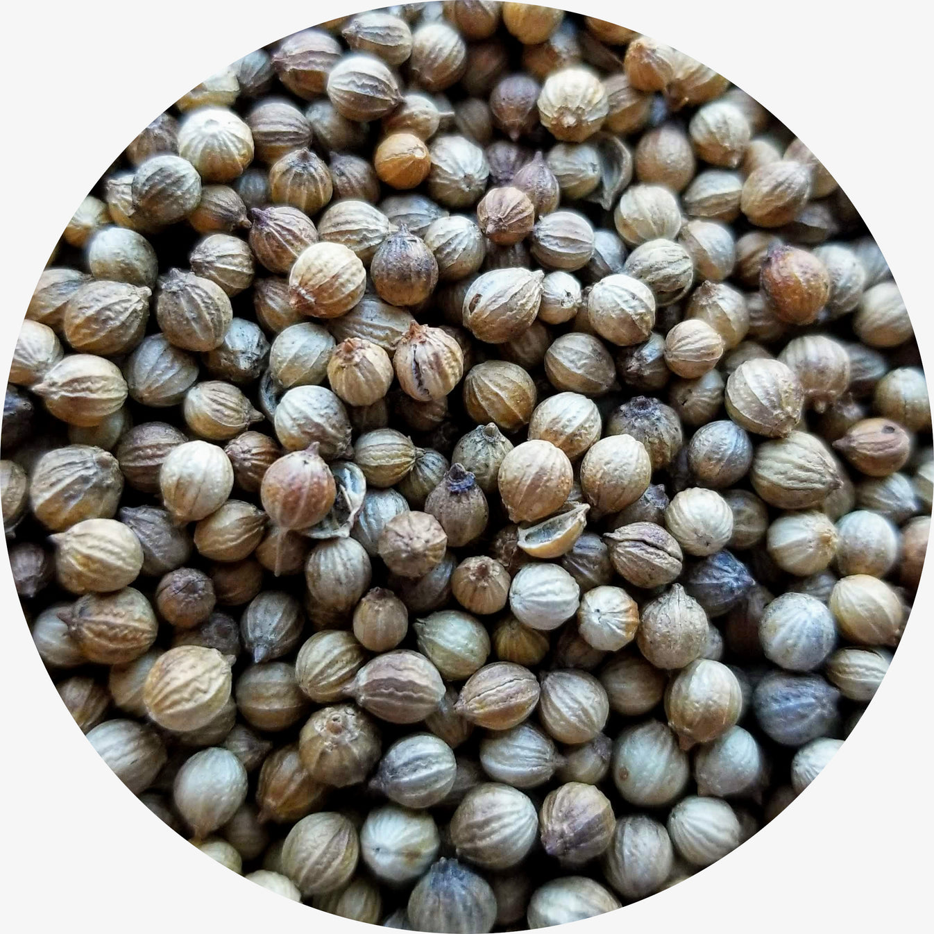 Coriander, Single Origin, Vietnam Suraj Spices & Teas