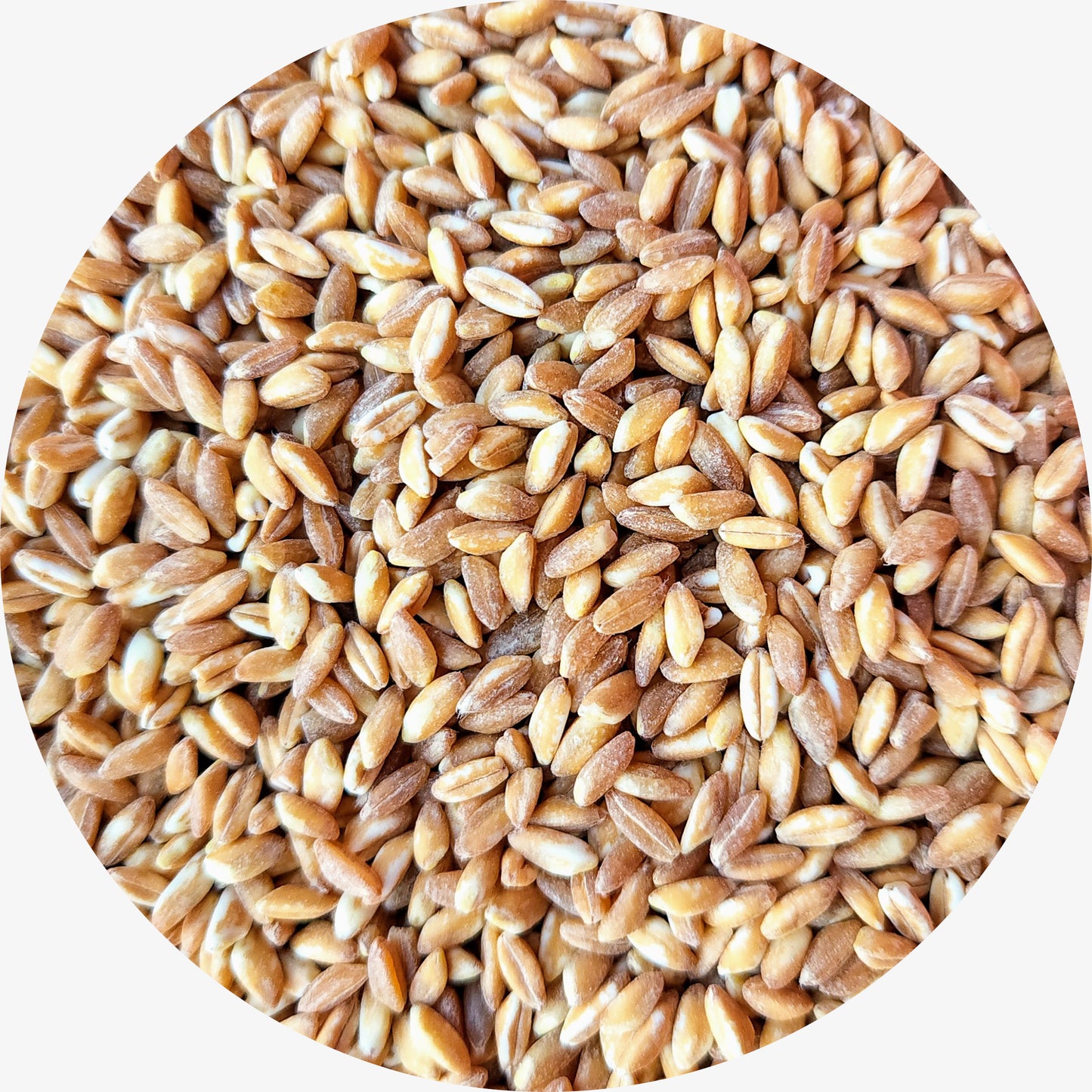 Pearled Farro, Organic