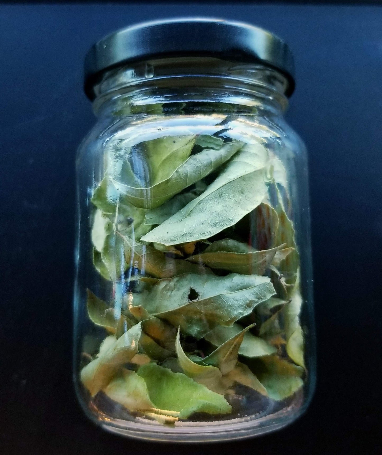 Curry Leaves, Kari Patta, Limbdi, Organic