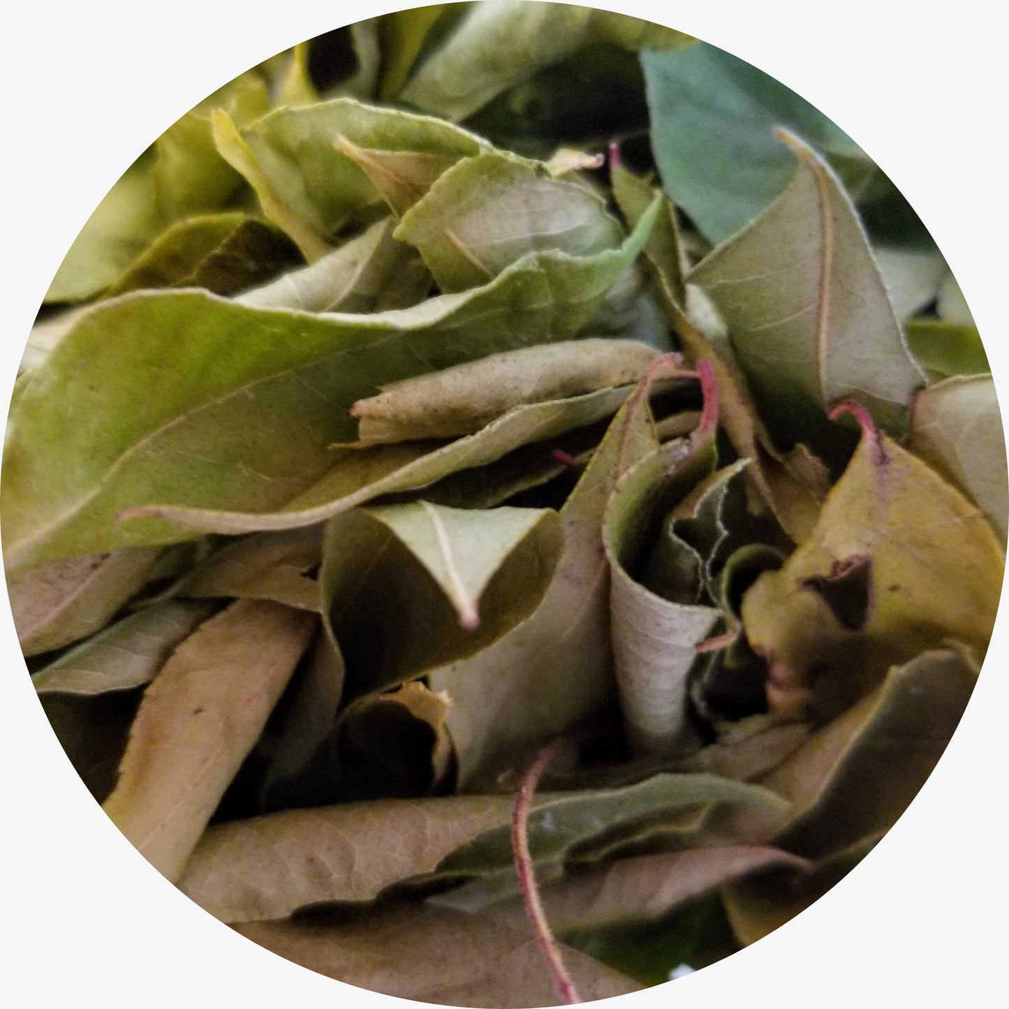 Curry Leaves, Kari Patta, Limbdi, Organic