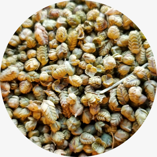 Oregano Buds, Single Origin, Turkey